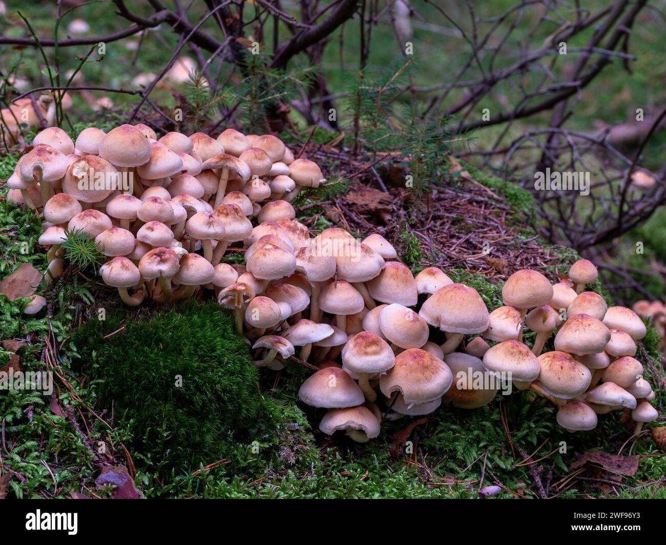 Gruppo di funghi e muschio verde circostante Foto Stock