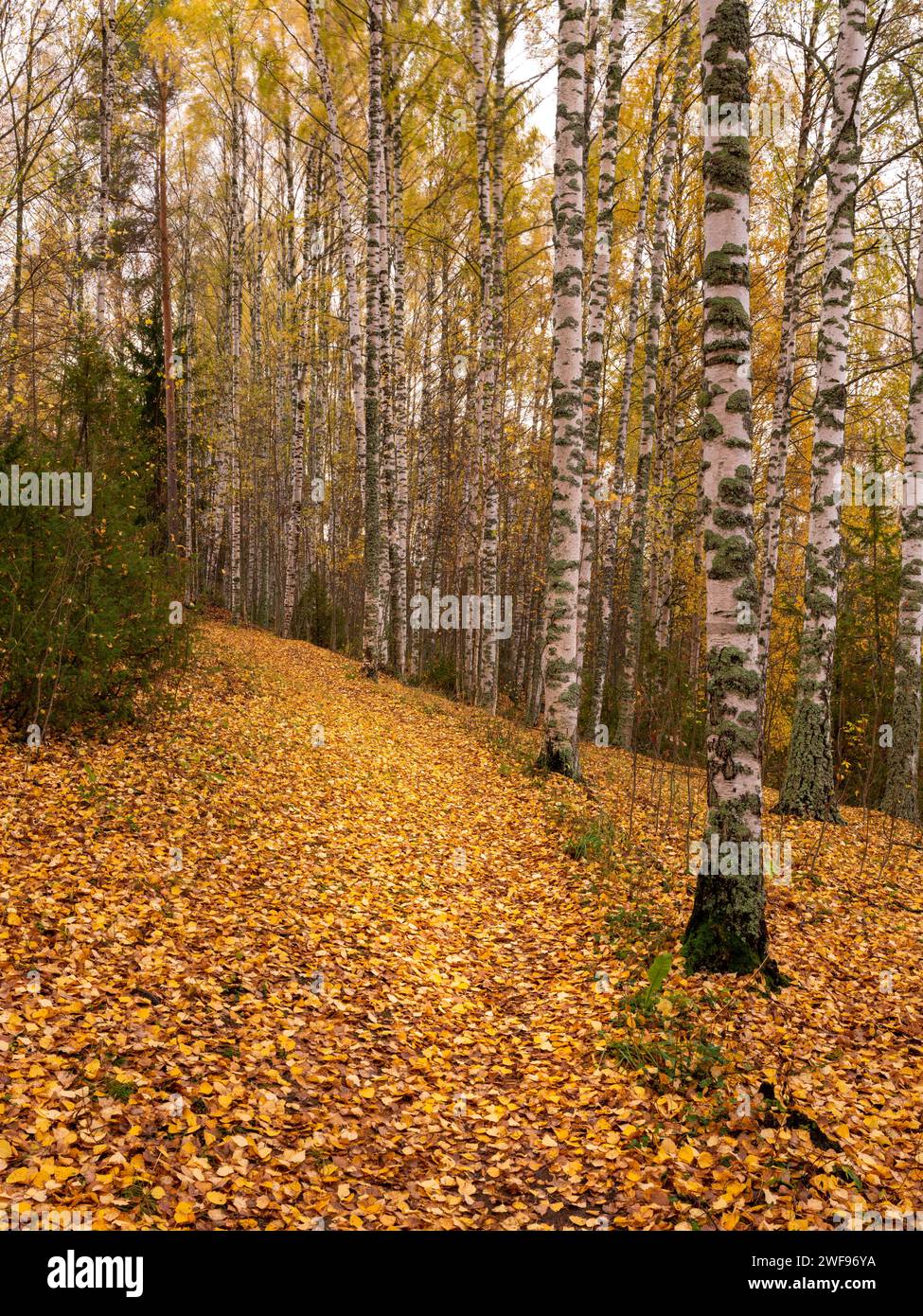 Foresta di betulle in autunno con foglie gialle che coprono il terreno Foto Stock