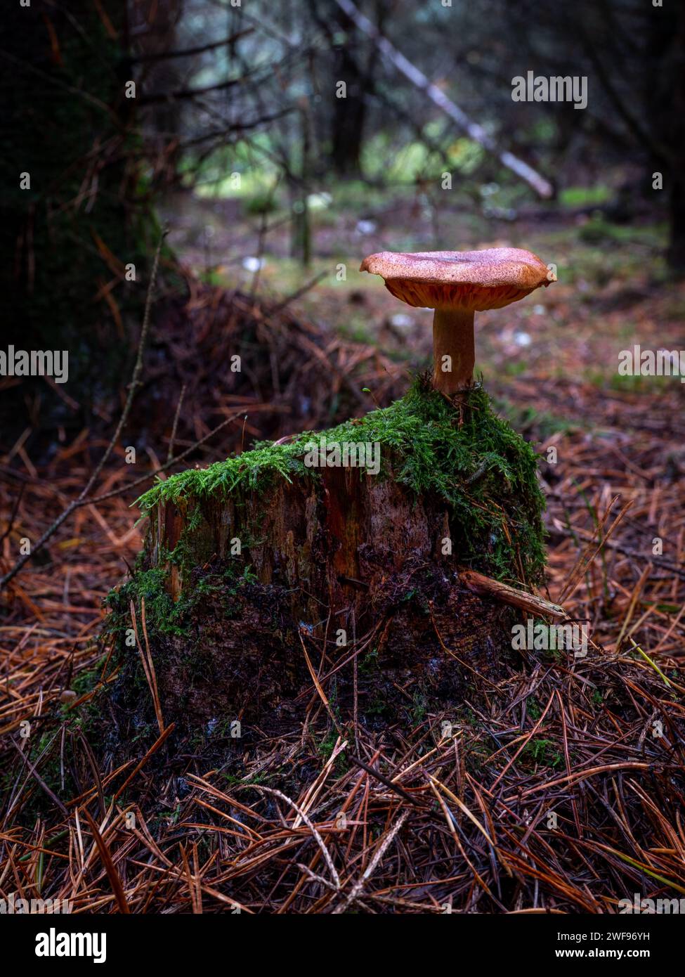 Bellissimo fungo che cresce su un ceppo di alberi con muschio verde nella foresta. Foto Stock