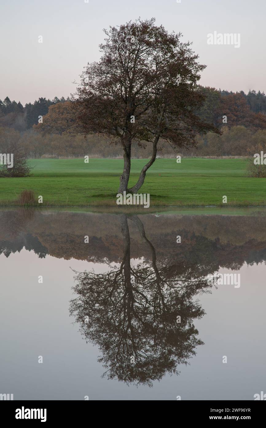 Singola quercia con riflesso nell'acqua di un lago. Un po' di erba e nebbia nella scena lunatica Foto Stock
