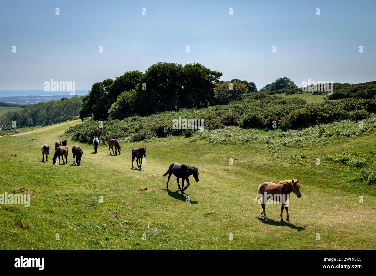 Pony che pascolano nella miniera neolitica di selce di Cissbury Ring e nella Iron Age Hill Fort West Sussex Foto Stock