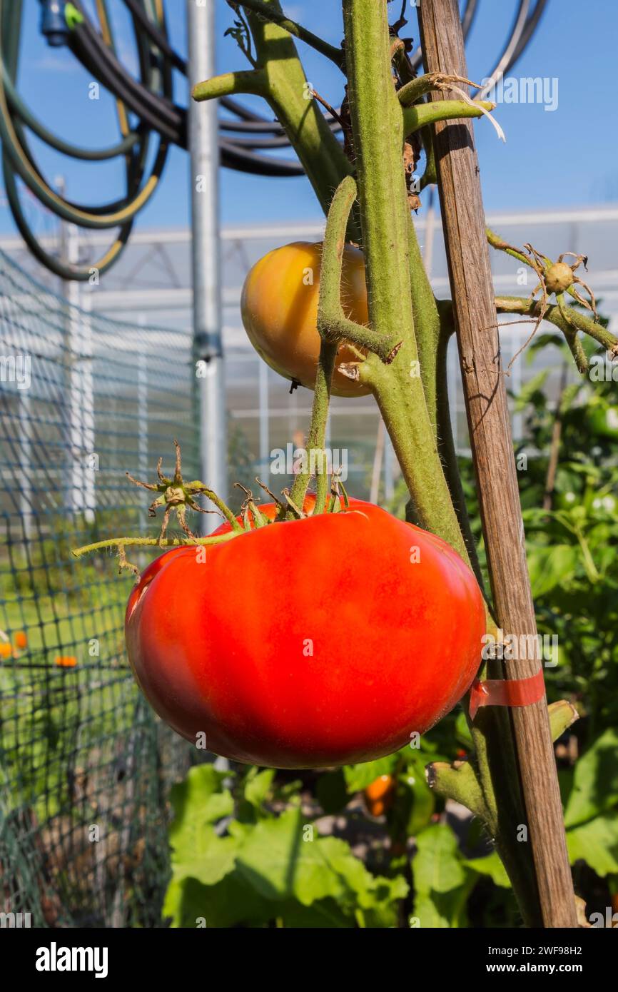 Lycopersicon esculentum - pianta di pomodoro in orto in estate. Foto Stock
