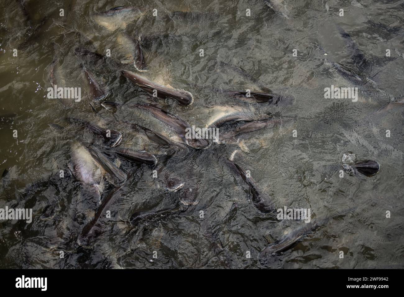 Un folto gruppo di pesci gatto viene catturato in una frenesia alimentare, confondendo le acque di uno stagno di acqua dolce. Foto Stock