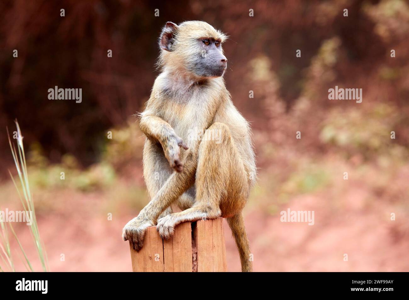 Young Olive Baboon, papio anubis in posa su un ceppo di legno nella Shimba Hills National Reserve, Kenya, Africa Foto Stock