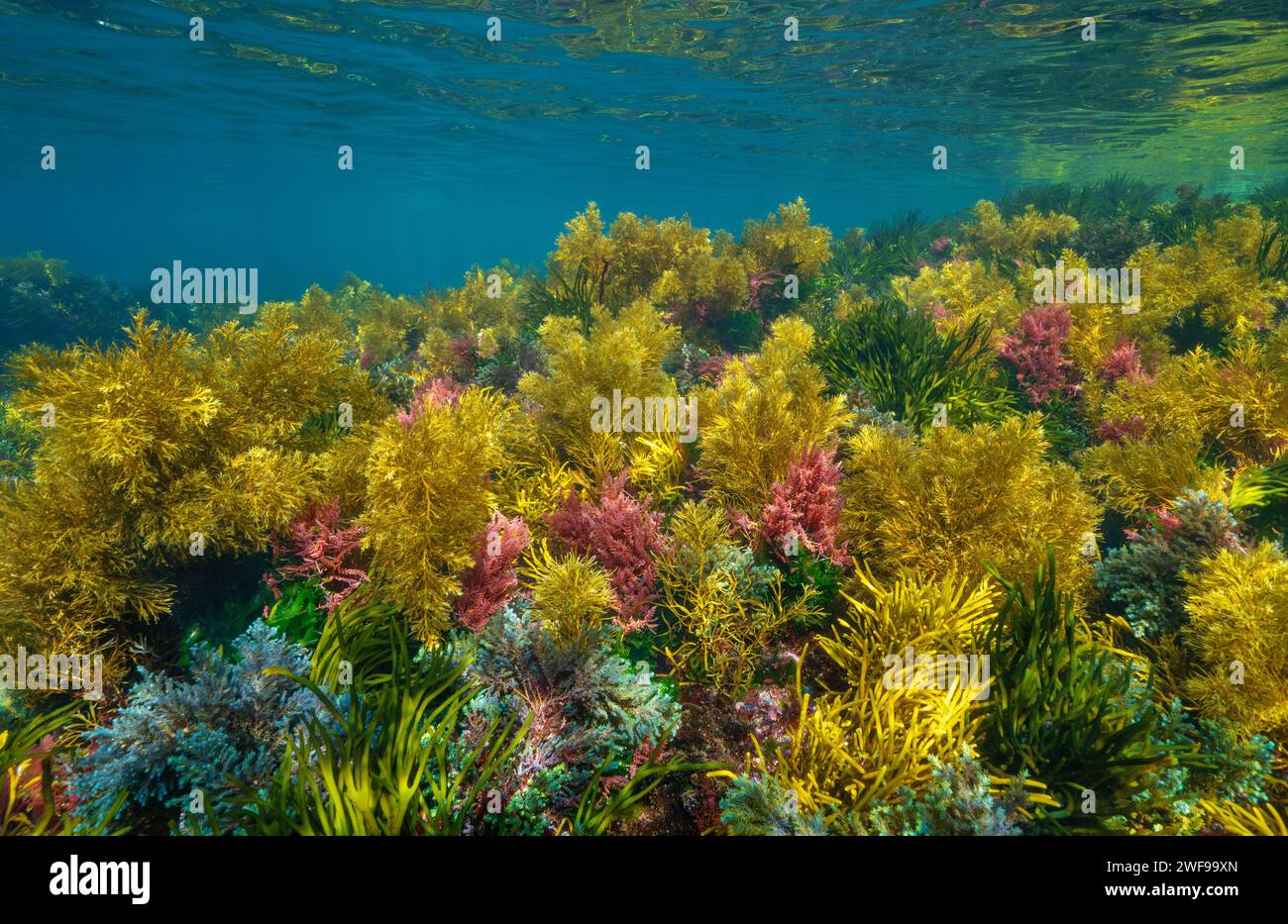 Alghe marine colorate sott'acqua nell'oceano in acque poco profonde, scenario naturale, Atlantico orientale, Spagna, Galizia, Rias Baixas Foto Stock