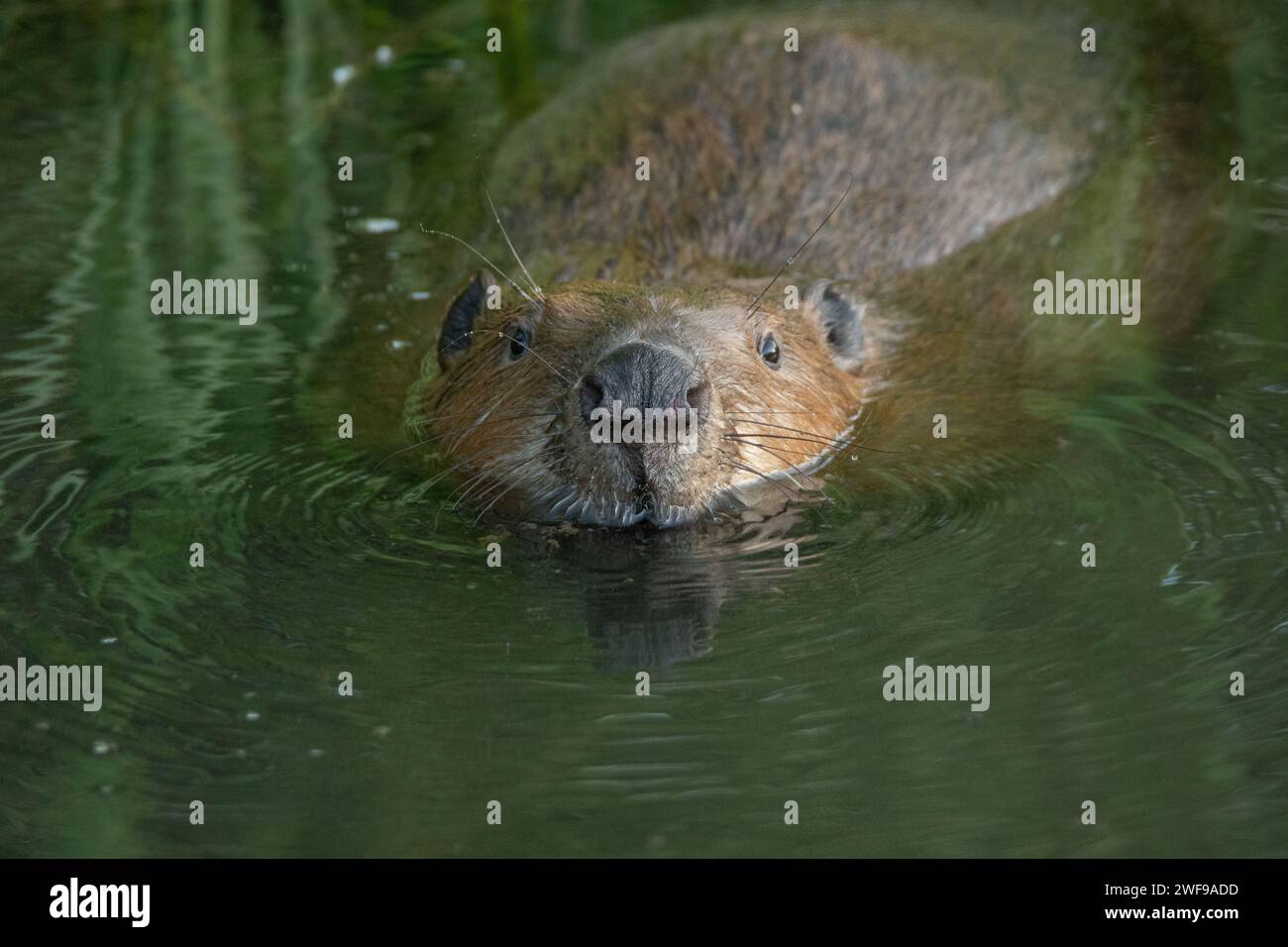 Un castoro europeo che nuota in pace. Castoro eurasiatico (fibra di castoro) che nuota in uno stagno. Importanza del concetto di zone umide. Concetto di giornata in acqua. Acqua Foto Stock
