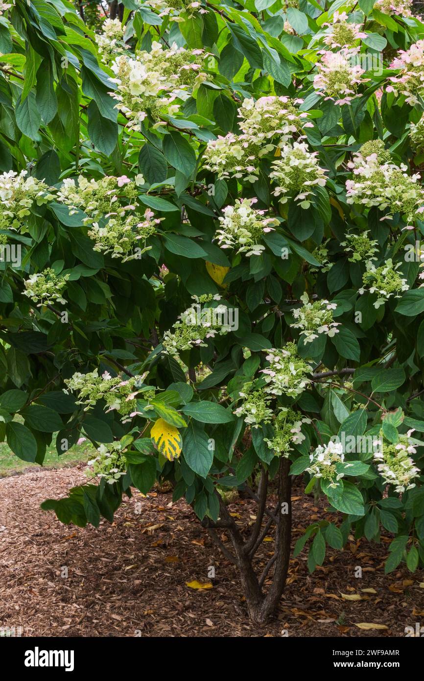 Hydrangea paniculata arbusto al confine in autunno. Foto Stock