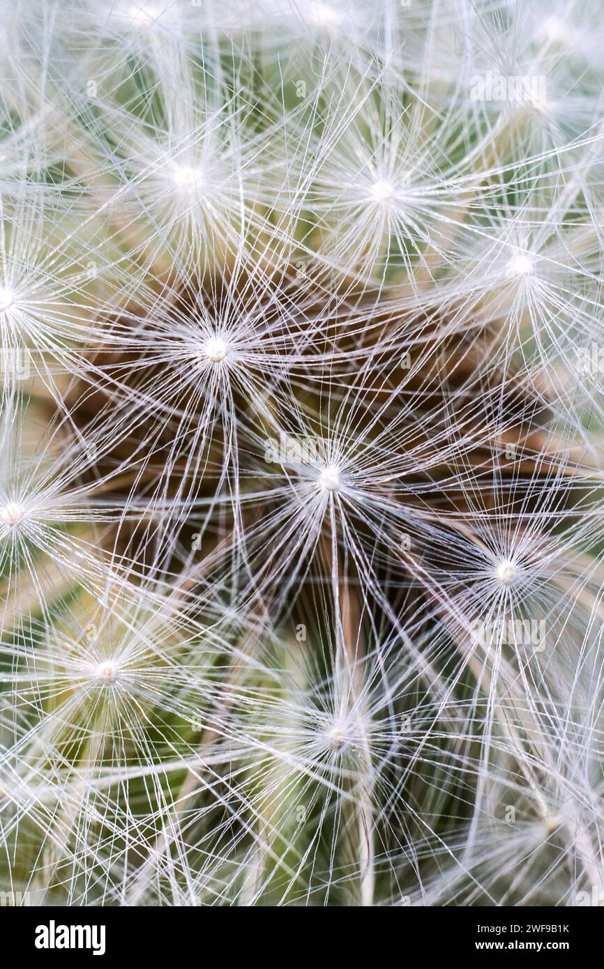 Un macro shot di semi di Dandelion , grandi dettagli Foto Stock