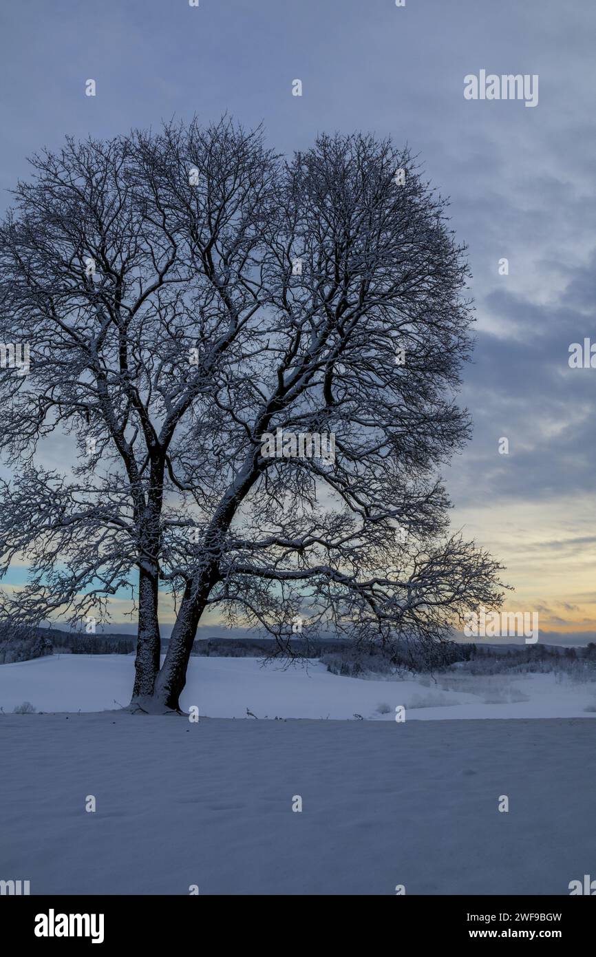 L'abbraccio invernale, dove le vivaci sfumature danzano al freddo, creando una pittoresca tela di tranquillità e bellezza ghiacciata Foto Stock