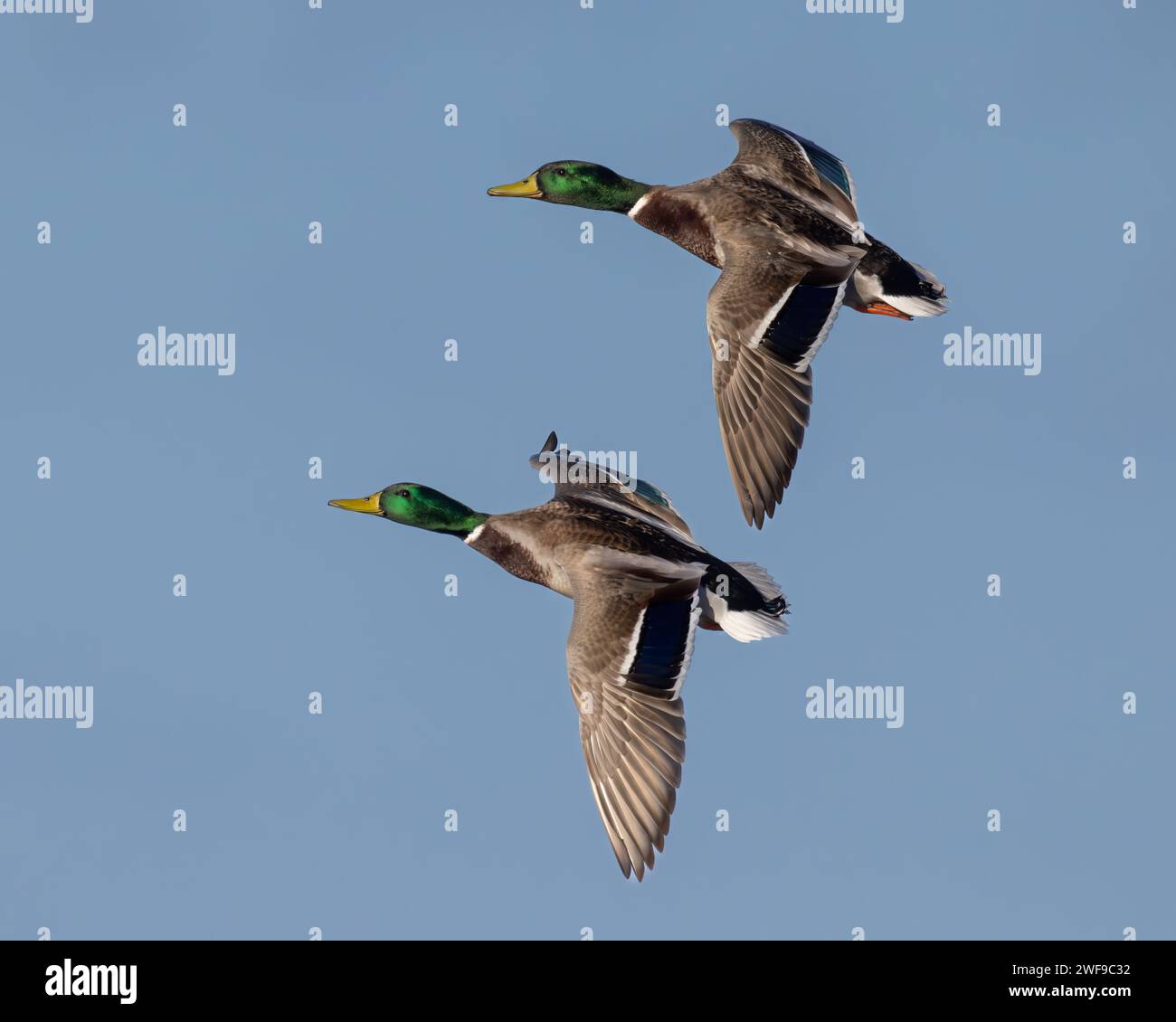 Un paio di Mallard Drakes in volo Foto Stock