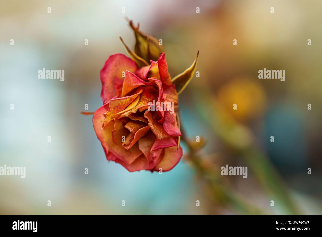 Primo piano di fiori di rosa rosso e giallo, accentuati dai loro lussureggianti steli verdi Foto Stock