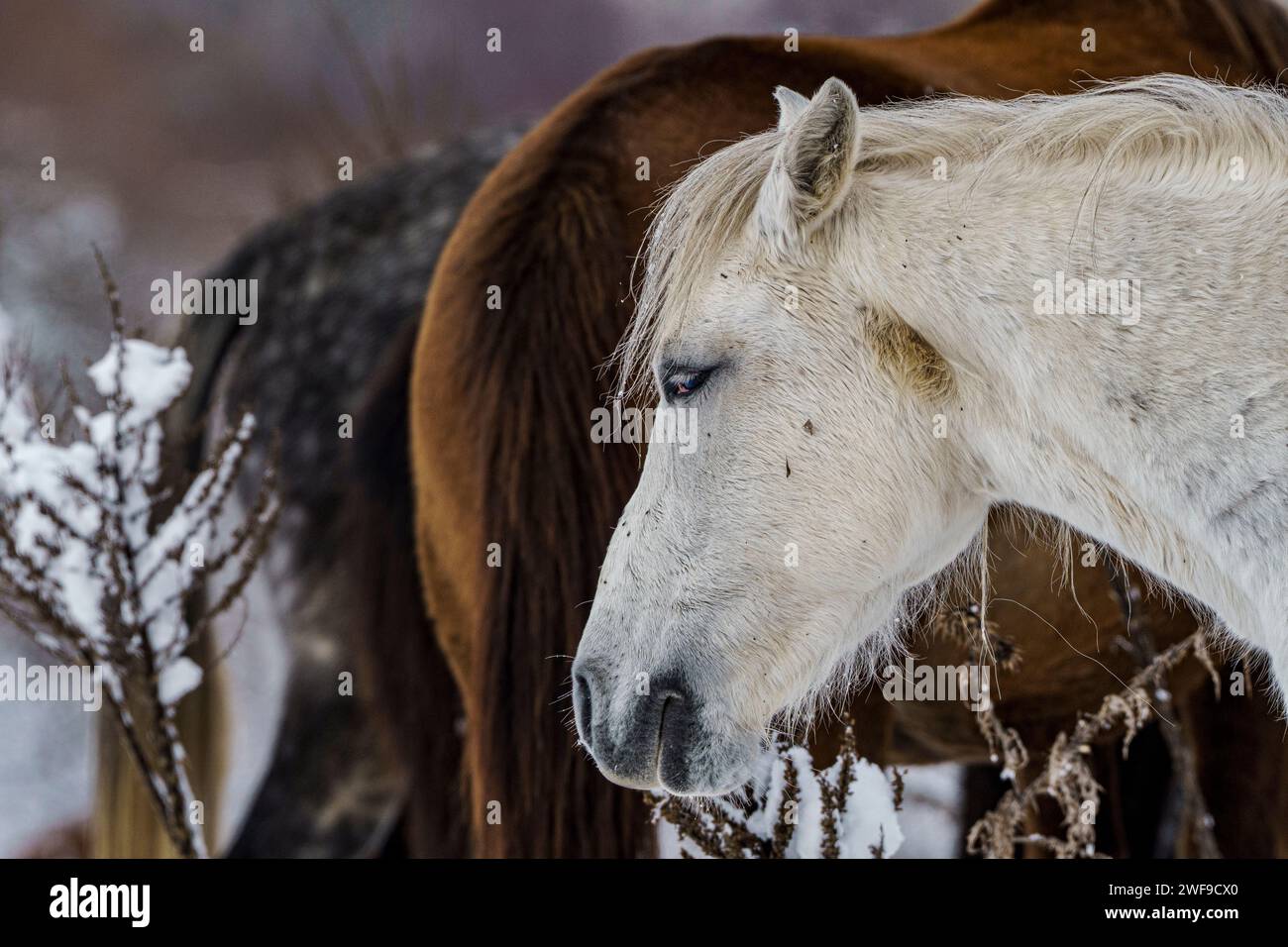 Cavalli in un campo innevato con cespugli Foto Stock