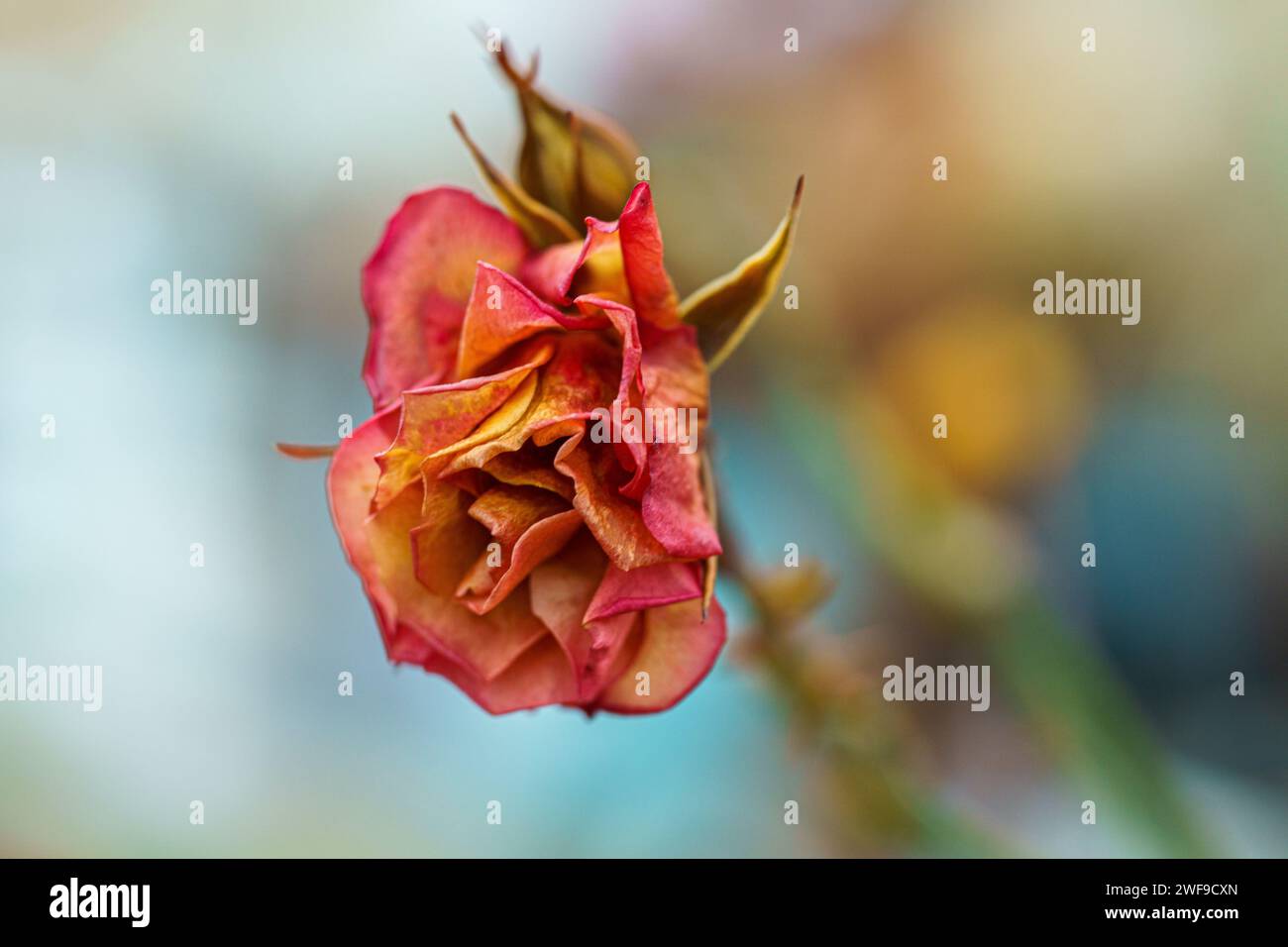 Primo piano di un delicato bocciolo di rosa illuminato da una luce soffusa e sfocata Foto Stock