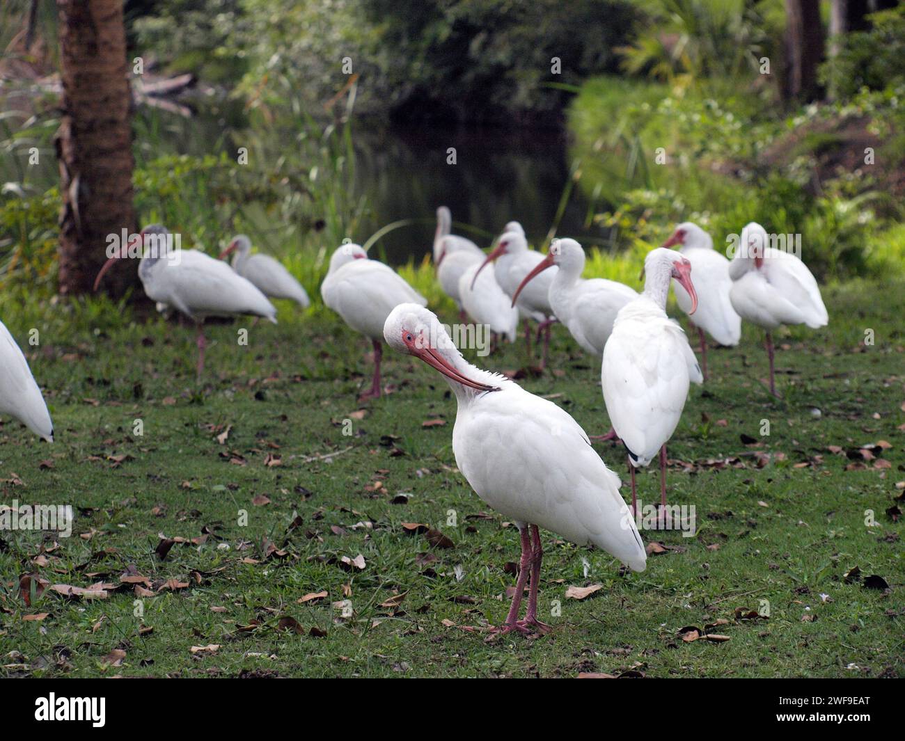 Un gregge di ibi che ripulisce le piume. Foto Stock