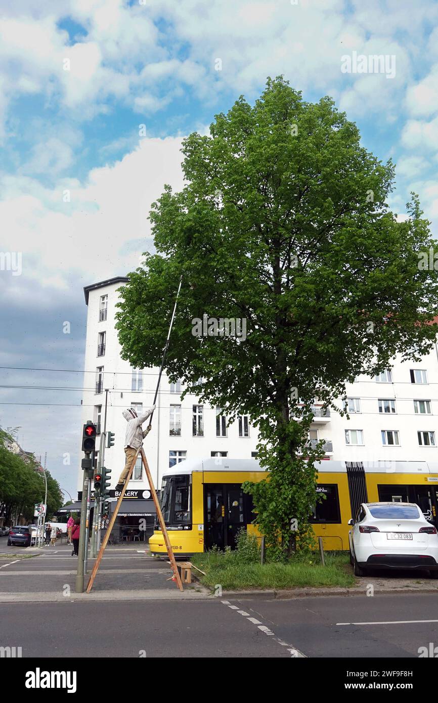 11.05.2023, Berlino, GER - Imker faengt einen in einer Linde haengenden Bienenschwarm ein. MRyes, 50-60 Jahre, Agrarwirtschaft, Alltag, aussen, Aussenaufnahme, Baum, Berlino, Bienen, Bienenschwarm, Bienenstaat, Bienenvolk, deutsch, deutschland, einfangen, Europa, europaeisch, Fruehjahr, Fruehling, gefaehrlich, Gefahr, geschwaermt, Gesellschaft, Gewaechs, HF, Hilfsmittel, Hobby, Hobbyimker, Hochformat, Honigbienen, Honigproduzent, Imker, Jahreszeit, Kaukasier, kaukasisch, Landwirtschaft, Leiter, Linde, Lindenbaum, Mann, Mensch, Person, Pflanze, Schwarm, Schwarmfang, Schwarmtrieb, Stadt, Stadtimke Foto Stock