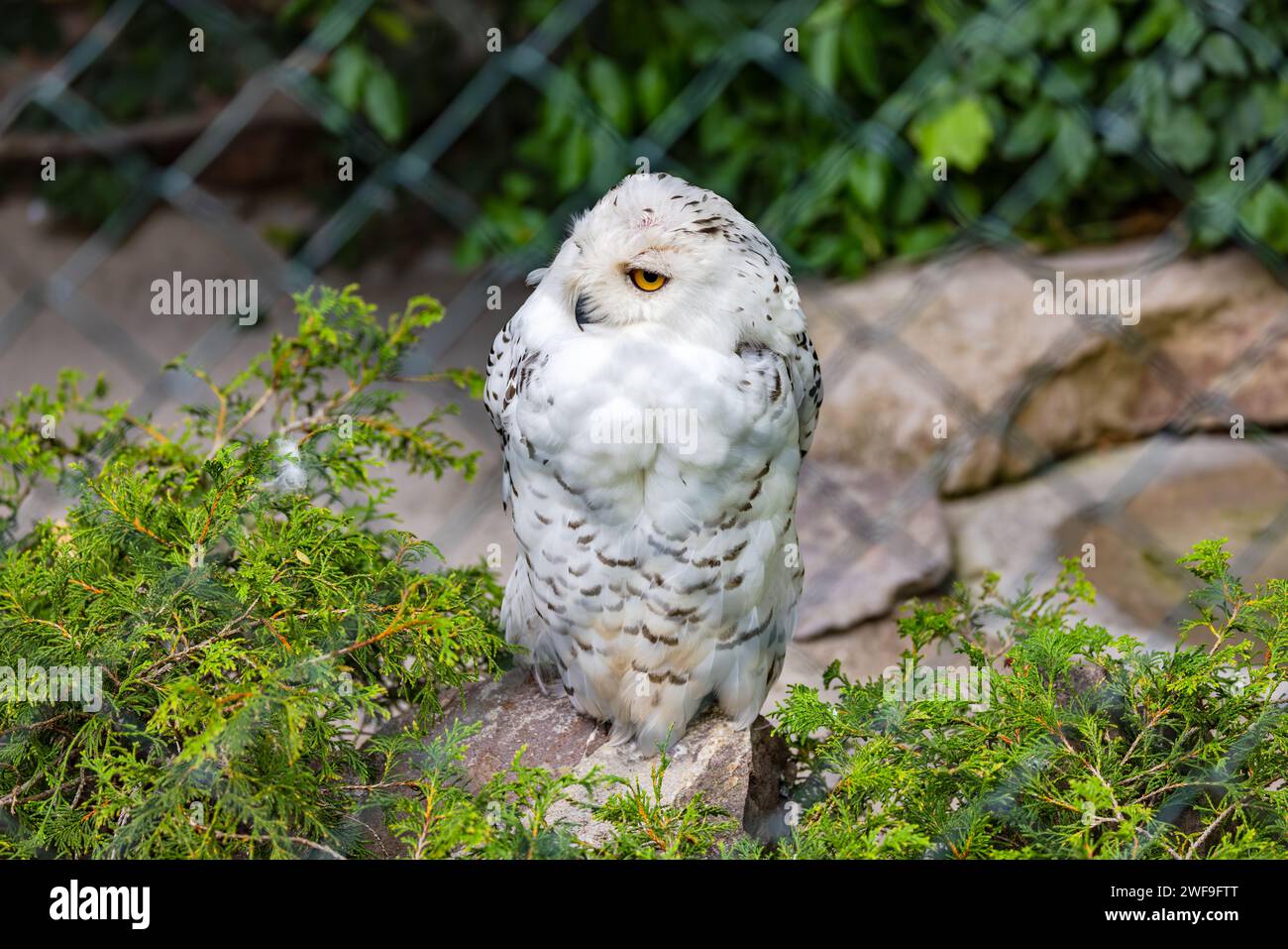 Un gufo innevato bianco, forte e piumato, sulla sua pietra in uno zoo Foto Stock