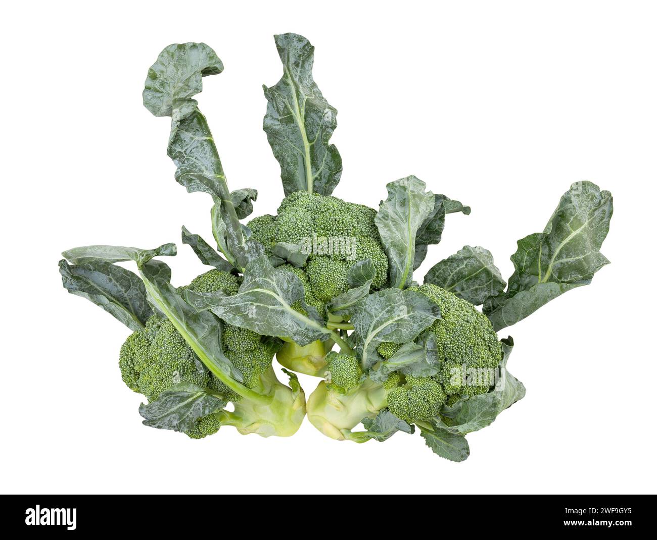 percorso dei broccoli isolato su bianco Foto Stock