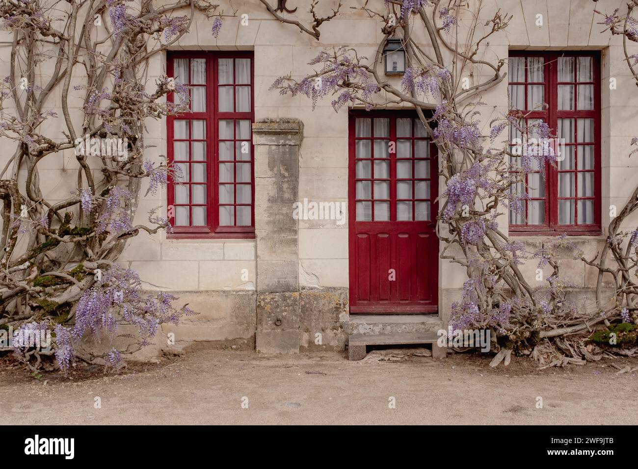 Vista ravvicinata della facciata di un edificio in pietra con glicine in fiore senza persone. Foto Stock