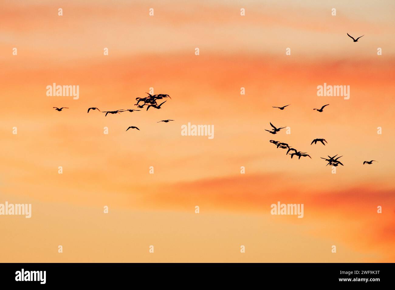 Le oche da neve volano contro il cielo colorato di pesche morbide e salmonpasel Foto Stock