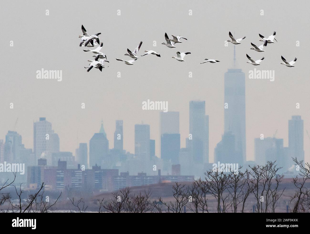 Volo di oche da neve contro lo skyline di New York Foto Stock