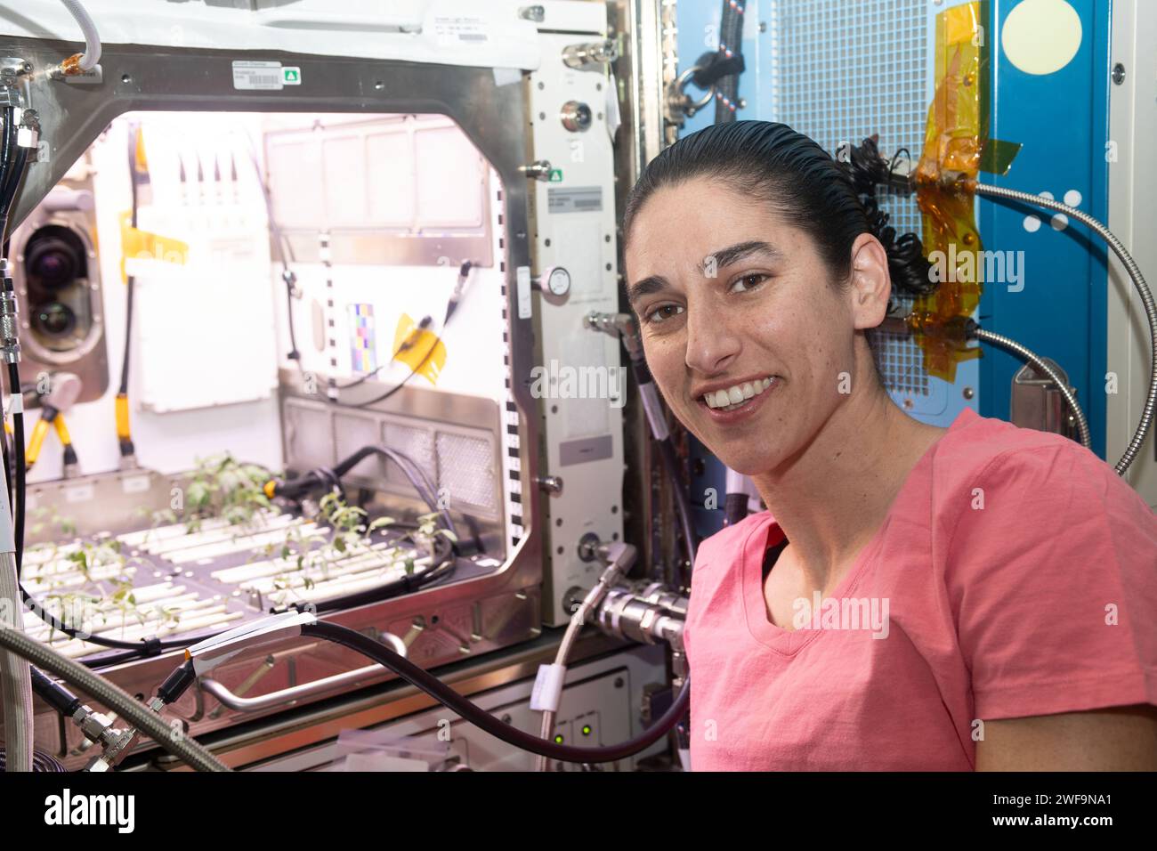 Stazione spaziale Internazionale, orbita terrestre. 18 gennaio 2024. Astronauta NASA e ingegnere di volo della Expedition 70 Jasmin Moghbeli presso la Advanced Plant Habitat che ospita piante di pomodoro per un esperimento che indaga come il sistema immunitario delle piante si adatta al volo spaziale e come il volo spaziale influenza la produzione delle piante presso il modulo del laboratorio Kibo sulla stazione spaziale Internazionale, il 18 gennaio, 2024 nell'orbita terrestre. Crediti: NASA Astronaut/NASA/Alamy Live News Foto Stock