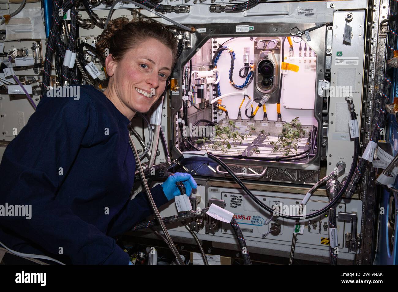 Stazione spaziale Internazionale, orbita terrestre. 17 gennaio 2024. Astronauta NASA e ingegnere di volo della Expedition 70 Loral o'Hara presso l'Advanced Plant Habitat che ospita piante di pomodoro per un esperimento che indaga come il sistema immunitario delle piante si adatta al volo spaziale e come il volo spaziale influenza la produzione delle piante presso il modulo del laboratorio Kibo sulla stazione spaziale Internazionale, il 18 gennaio, 2024 nell'orbita terrestre. Crediti: NASA Astronaut/NASA/Alamy Live News Foto Stock