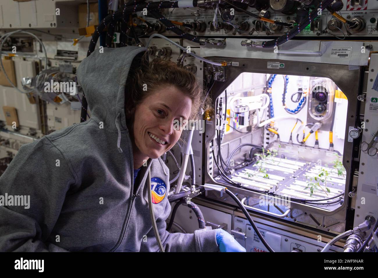 Stazione spaziale Internazionale, orbita terrestre. 18 gennaio 2024. Astronauta NASA e ingegnere di volo della Expedition 70 Loral o'Hara presso l'Advanced Plant Habitat che ospita piante di pomodoro per un esperimento che indaga come il sistema immunitario delle piante si adatta al volo spaziale e come il volo spaziale influenza la produzione delle piante presso il modulo del laboratorio Kibo sulla stazione spaziale Internazionale, il 18 gennaio, 2024 nell'orbita terrestre. Crediti: NASA Astronaut/NASA/Alamy Live News Foto Stock