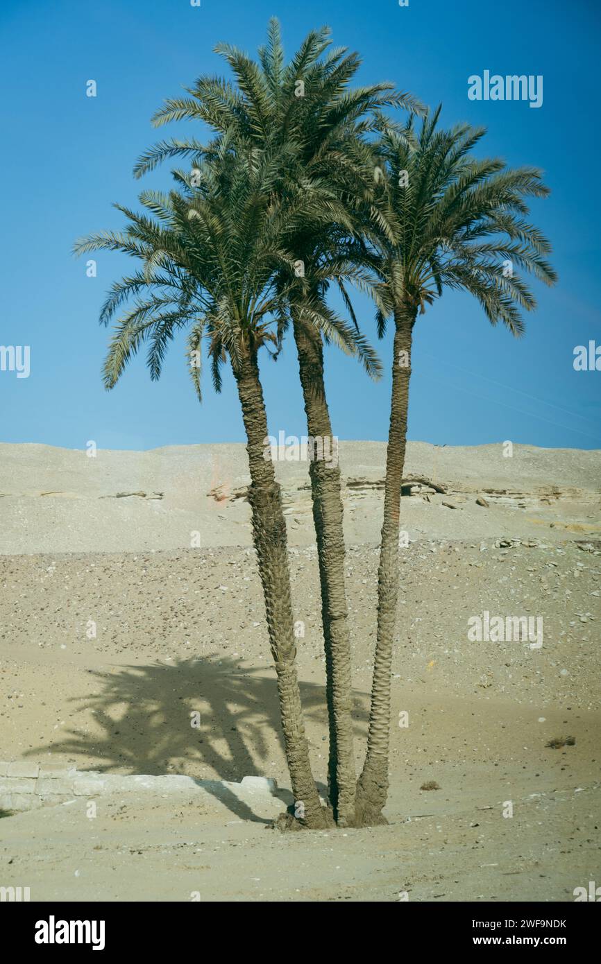 Tre palme da dattero nel deserto egiziano Foto Stock
