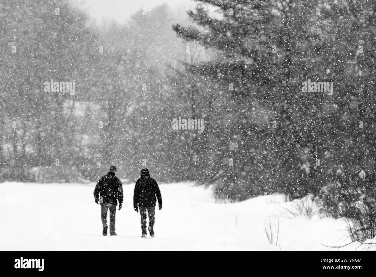 Due amici che camminano su una strada innevata invernale nella contea di Mecosta, Michigan, Stati Uniti Foto Stock