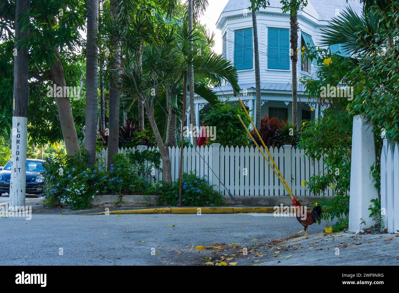 Key West Roosters su Street Foto Stock