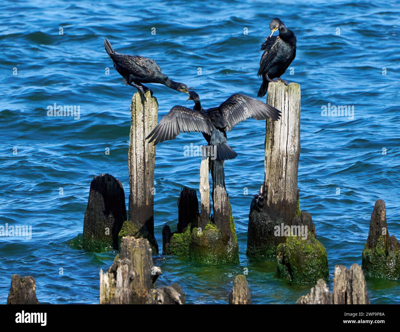 Tre grandi cormorani (Phalacrocorax carbo) seduti su vecchie groynes nel mare, due animali che pagano Foto Stock