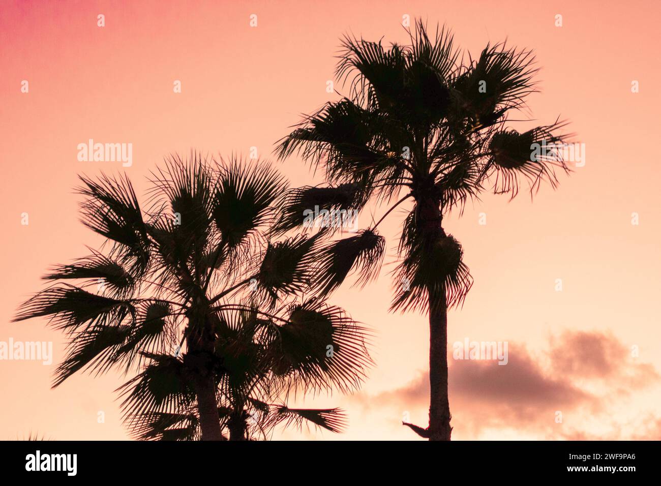 Alberi di palme in una silhouette sulla spiaggia in una posizione tropicale contro un brillante cielo arancione al tramonto. Foto Stock