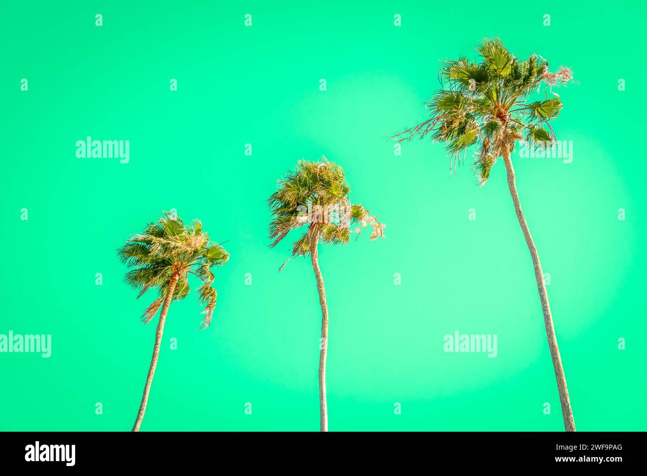 Fila di palme sulla spiaggia in posizione tropicale contro il brillante cielo verde neon. Foto Stock