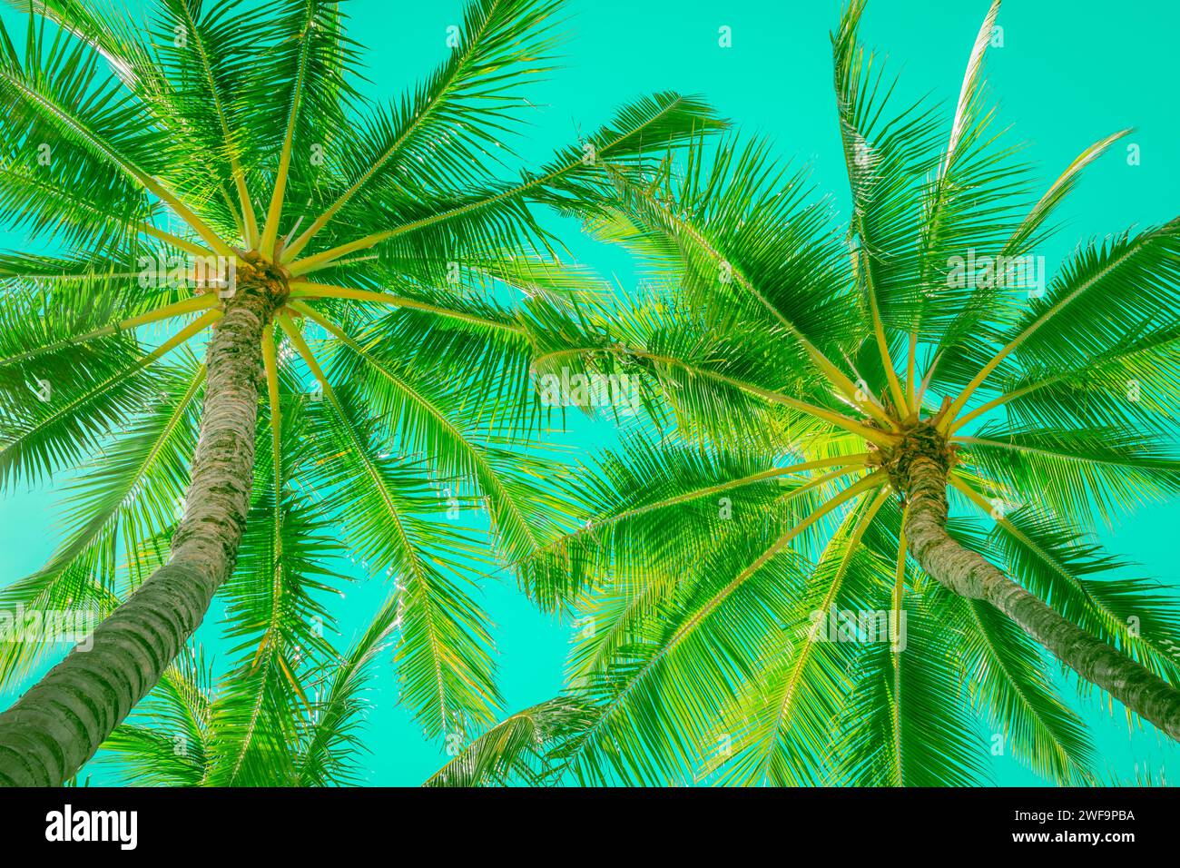 Guardando le palme della spiaggia in una posizione tropicale contro il cielo verde neon brillante. Foto Stock