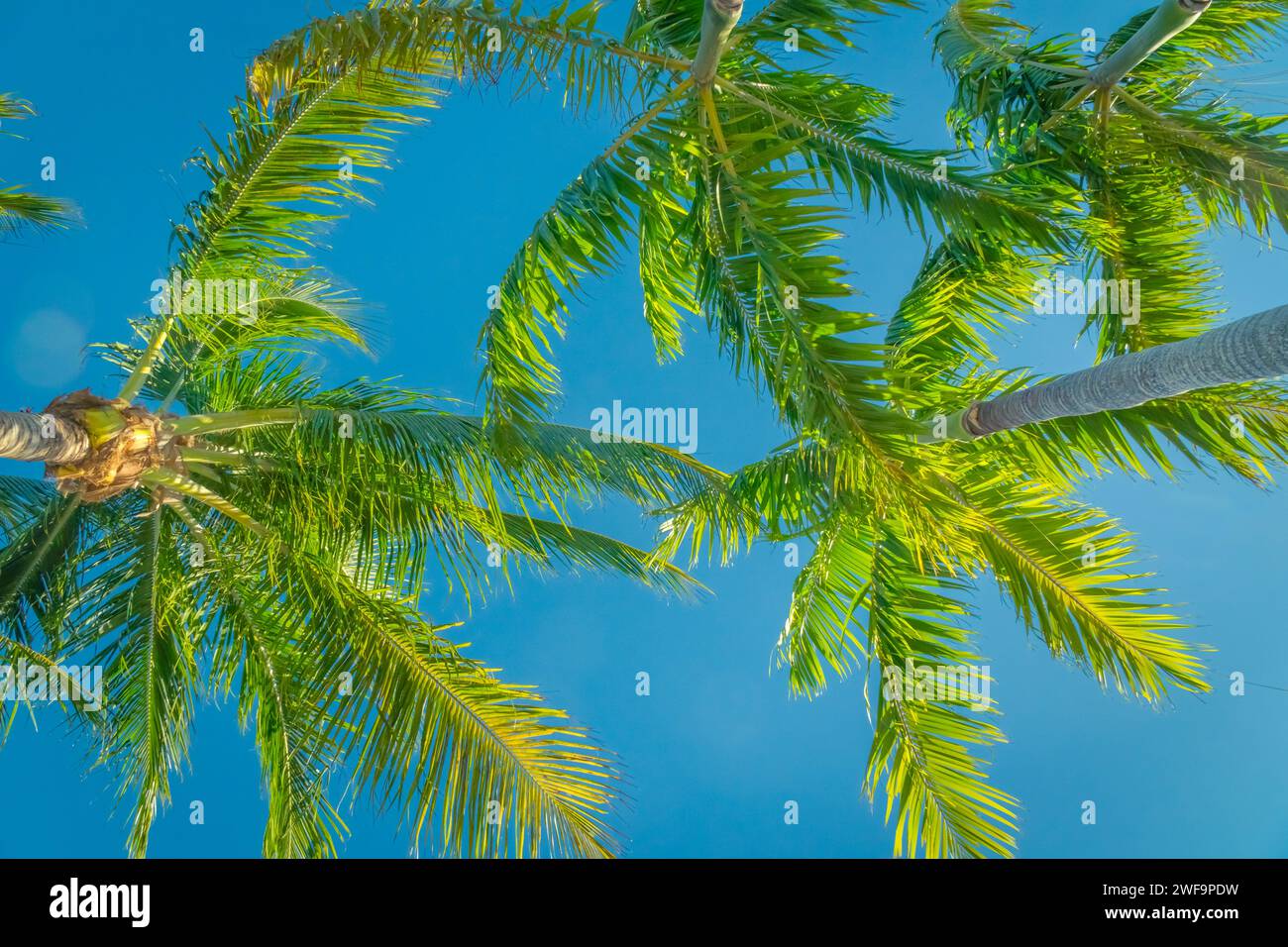 Guardando le palme della spiaggia in una posizione tropicale contro il cielo blu brillante. Foto Stock