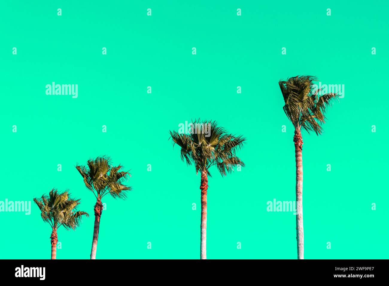 Fila di palme sulla spiaggia in posizione tropicale contro il brillante cielo verde neon. Foto Stock