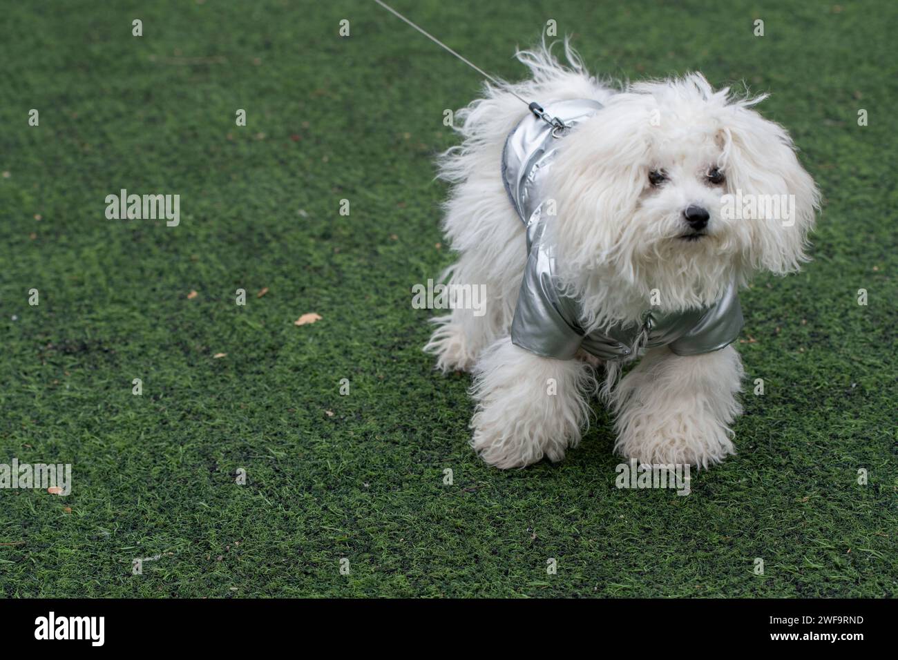 Ritratto della patatina fritta bichon, razza di cane, al guinzaglio con maglione da cucciolo in argento. Adorabili zampe. In piedi sulla falsa superficie d'erba. Foto Stock