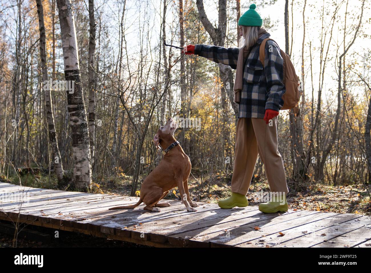 Donna escursionista che insegna al cane a portare il bastone, ad allenarsi, a dare comandi mentre cammina nella foresta in autunno Foto Stock