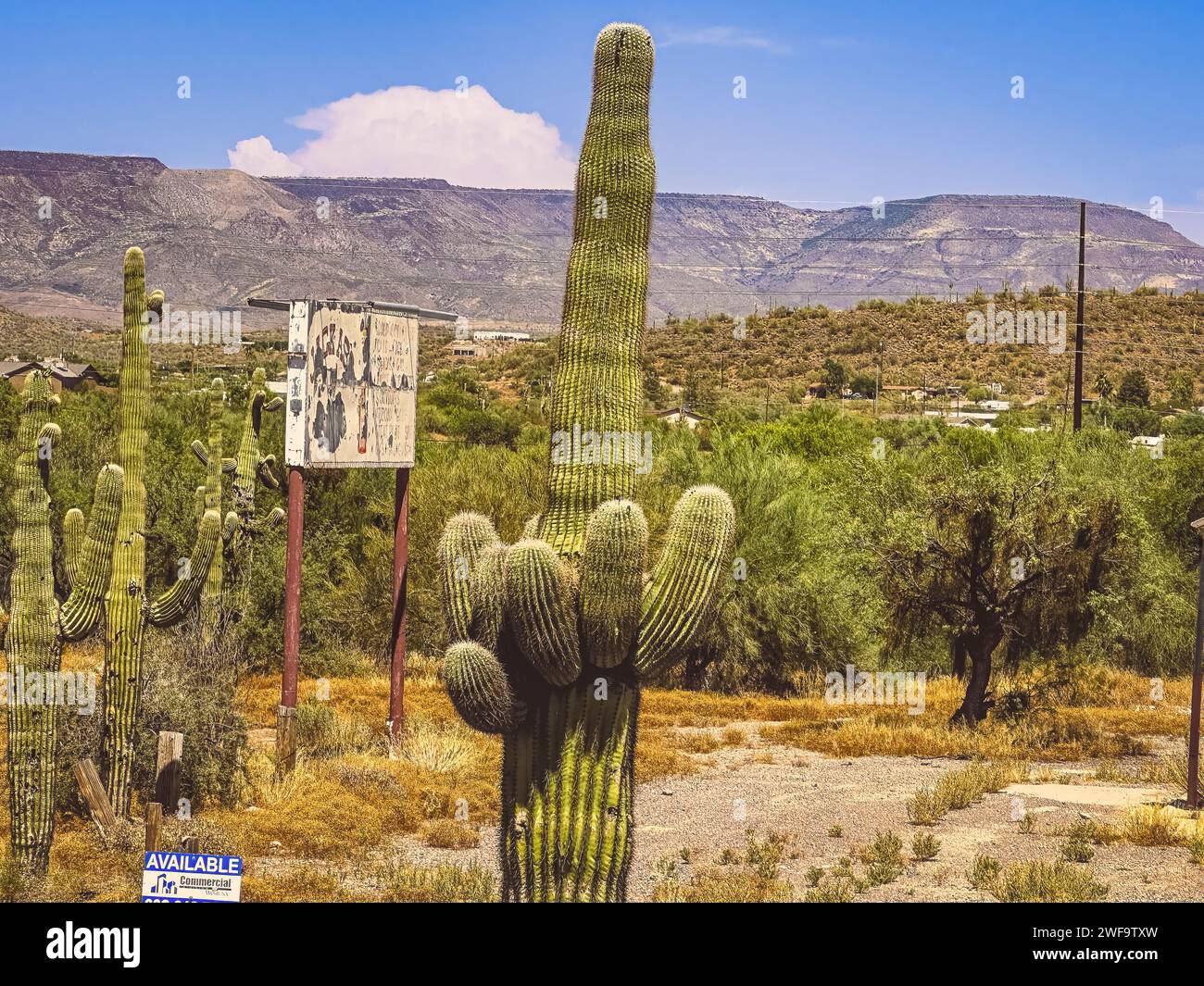 Numerose piante di cactus con segni in primo piano di un paesaggio desertico Foto Stock