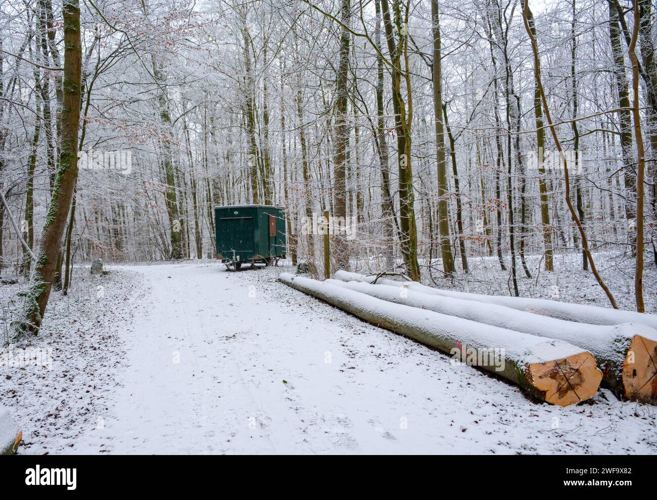 Camion su strada ricoperto di neve nella foresta invernale, Germania Foto Stock
