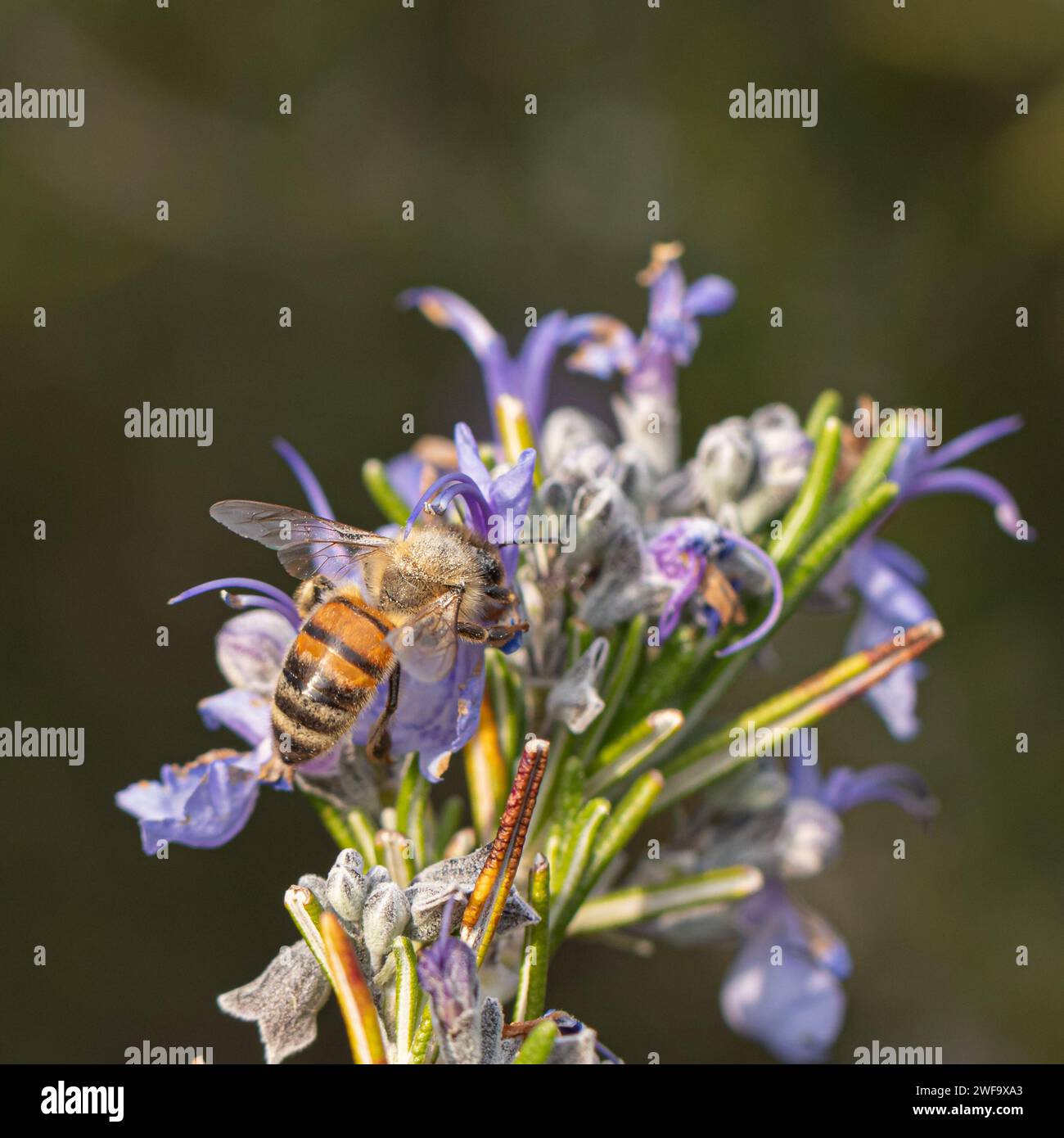 Nettare di raccolta di api da vivaci fiori di lavanda viola Foto Stock