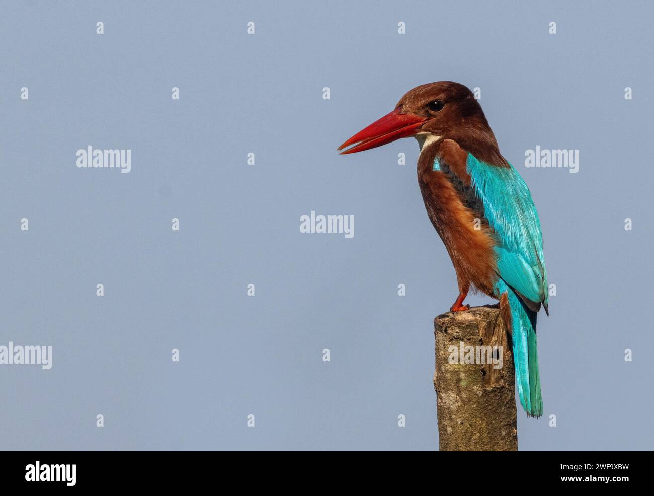 White throated Kingfisher su una postazione di alimentazione, Goa, India Foto Stock