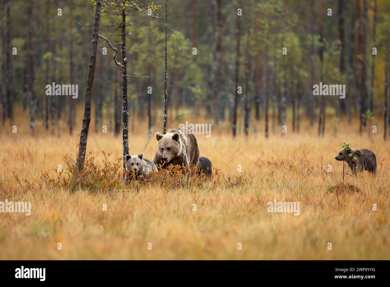 Famiglia di orsi in autunno arancione. Cuccioli con madre. Orso bruno, attore Ursus, in habitat naturale, taiga in Finlandia. Foto Stock