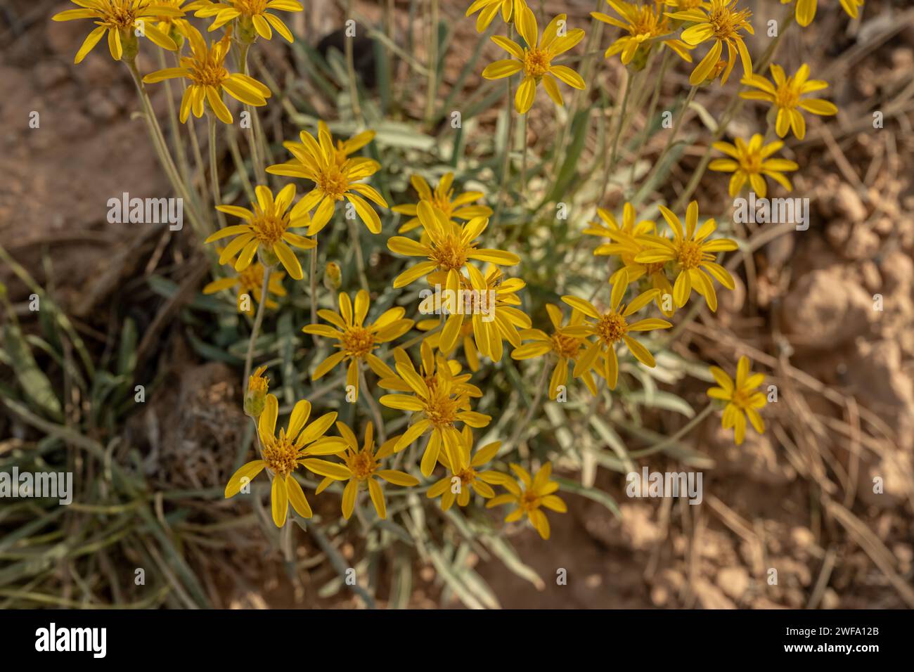 Arnica Wildflowers Bloom nel Bryce Canyon National Park Foto Stock