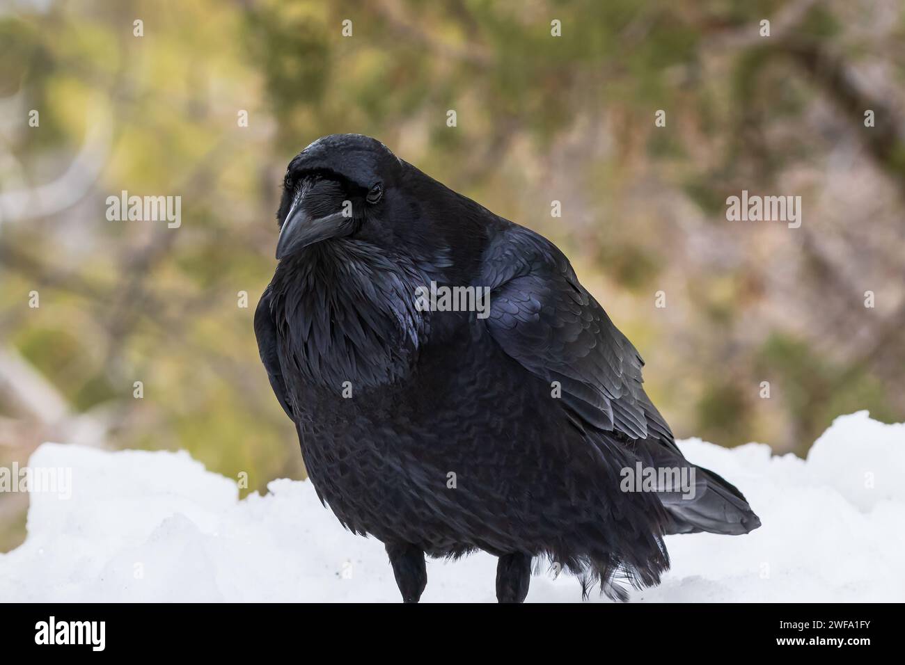Common Raven (genere Corvus) in piedi sulla riva del neve, vista laterale, Parco Nazionale del Grand Canyon. Foresta in background. Foto Stock