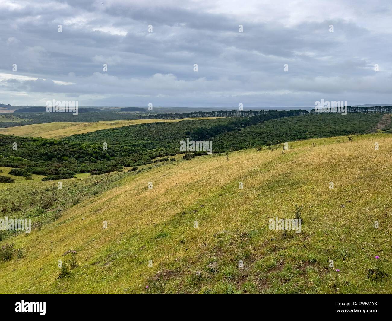 Il paesaggio panoramico spazzato dal vento dell'isola di Chatham, nuova Zelanda Foto Stock