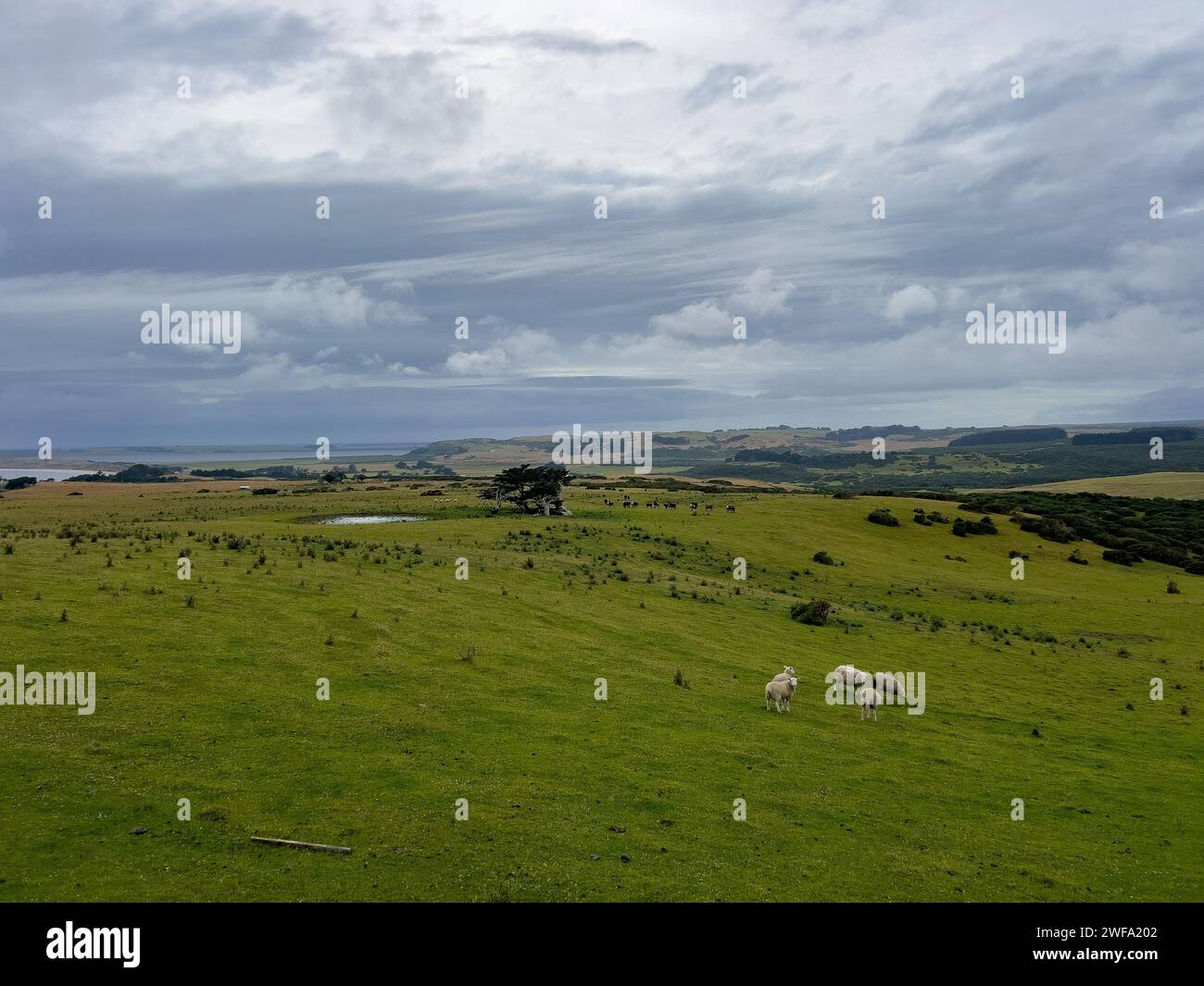 Il paesaggio panoramico spazzato dal vento dell'isola di Chatham, nuova Zelanda Foto Stock