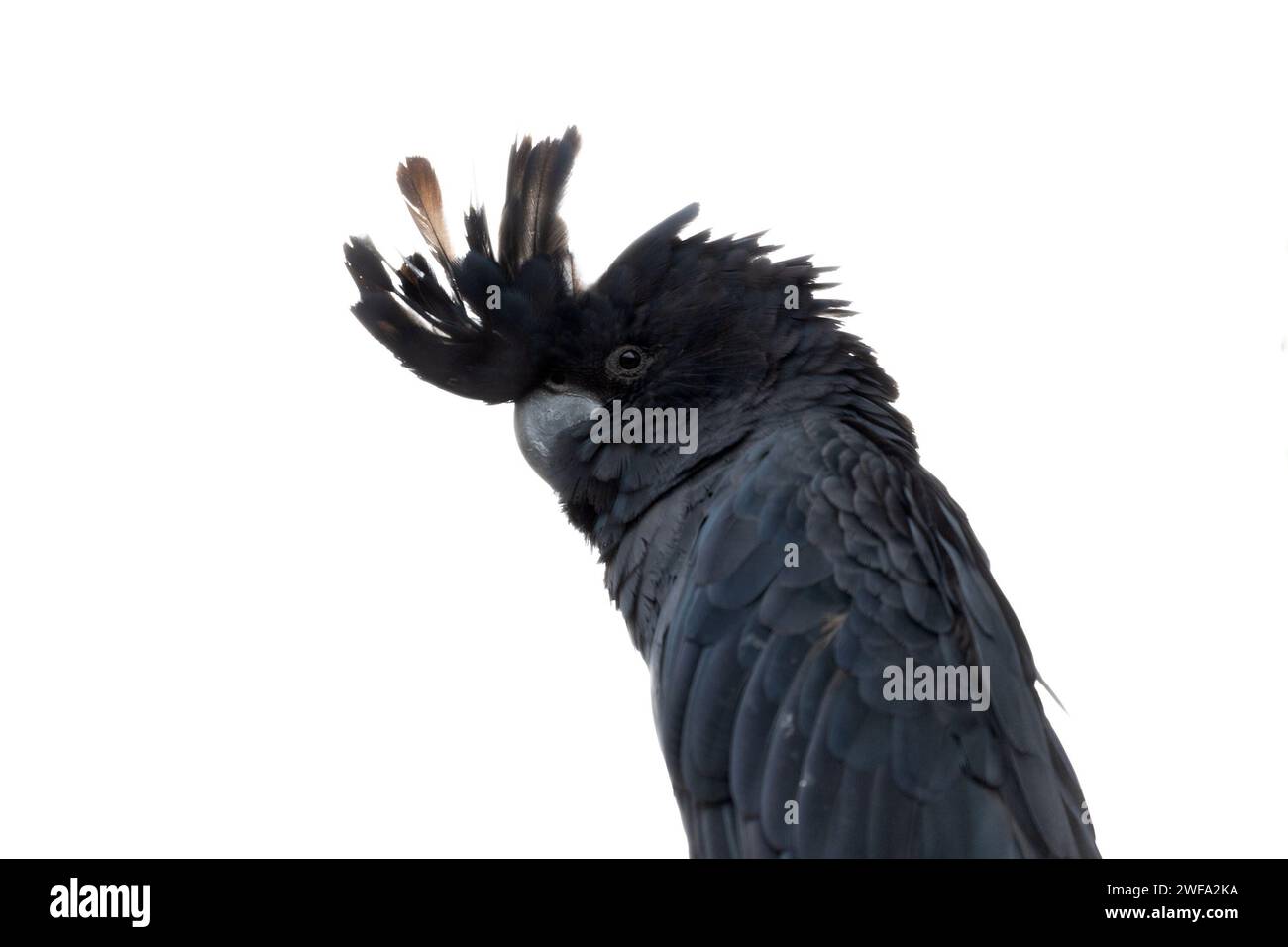 Maestoso cocktail nero dalla coda rossa, Calyptorhynchus banksii, che abbellisce i cieli australiani con le sue caratteristiche piume rosse e la presenza potente Foto Stock