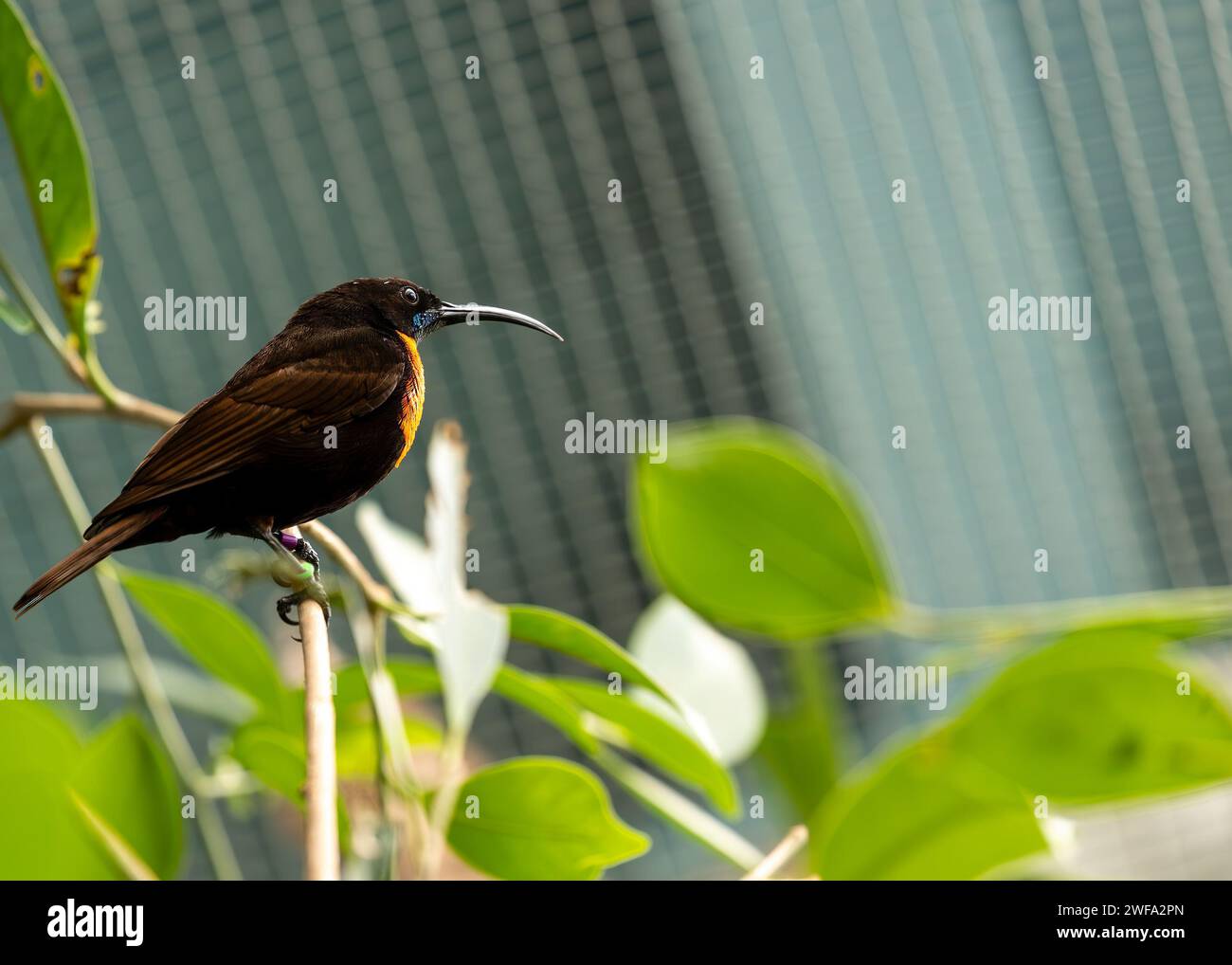 L'abbagliante uccello del sole, la Chalcomitra senegalensis, che sorseggia nettare nei paesaggi africani, un vibrante simbolo di bellezza aviaria. Foto Stock