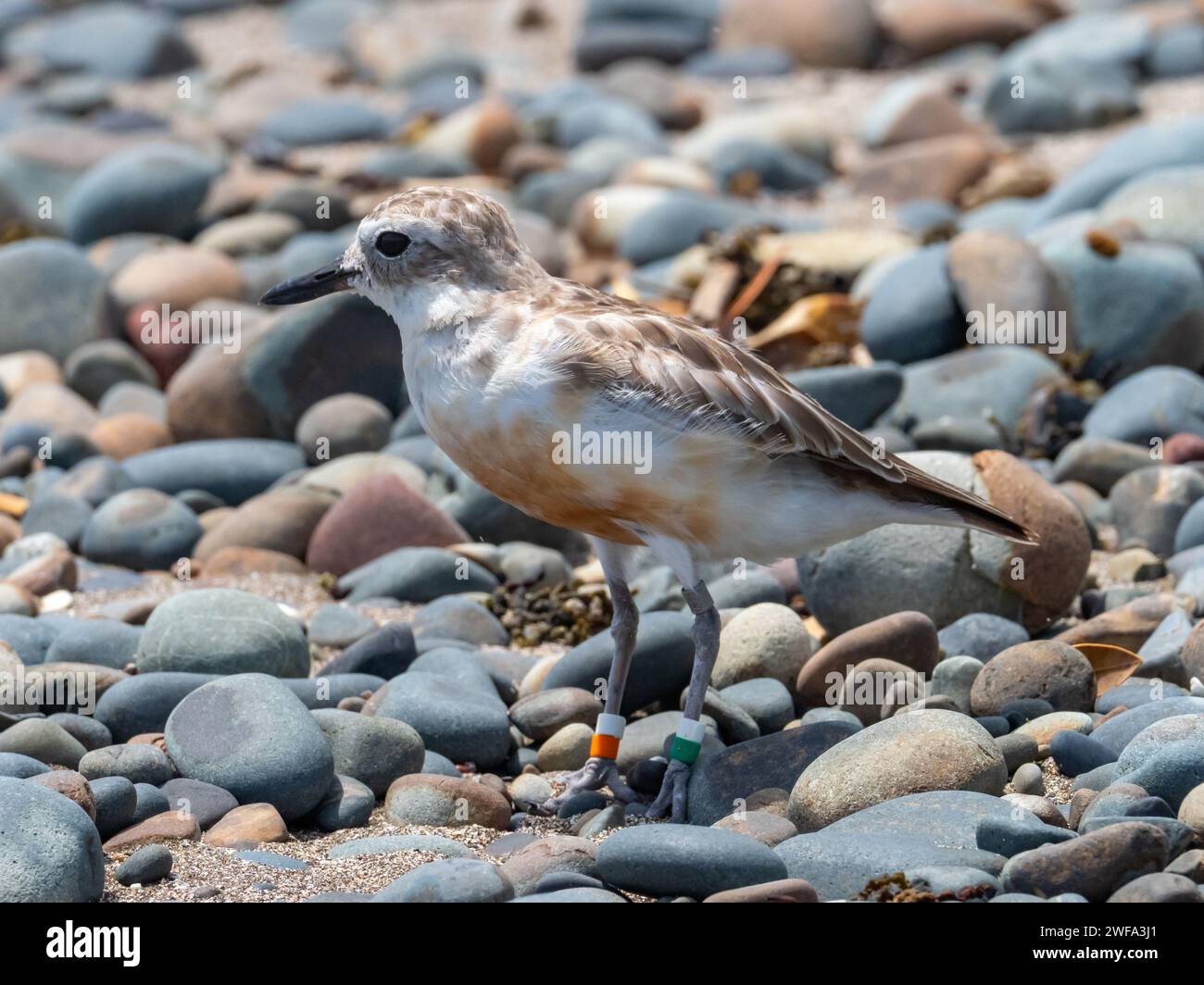 Dotterel dal petto rosso, Anarhynchus obscurus aquilonius, un uccello banded sull'isola di Motutapu, nuova Zelanda Foto Stock